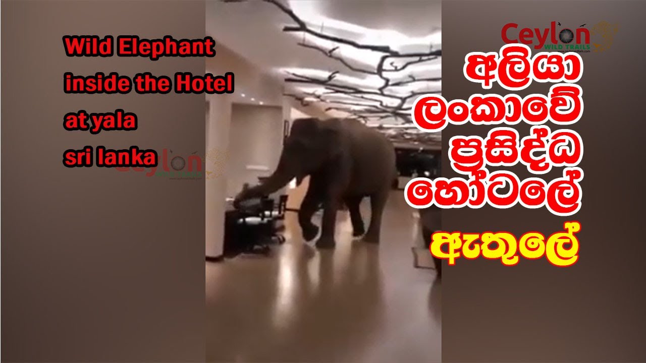 wild elephant in the hotel at yala 
