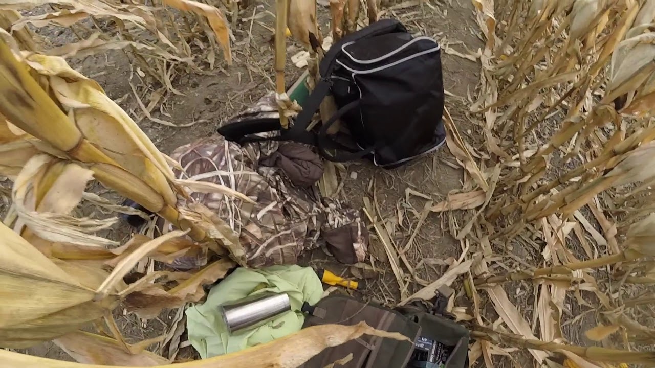 Hunting Ducks in standing corn!!WE GOT A BAND!!