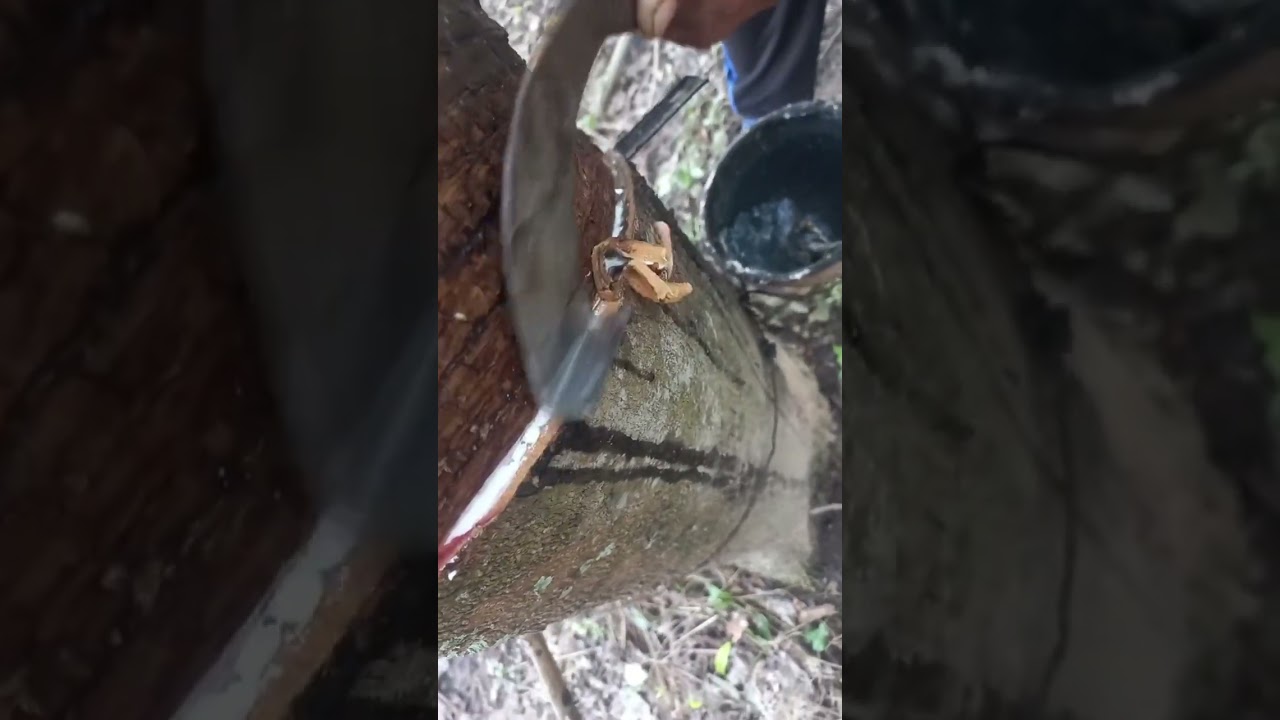 This is the process of tapping rubber latex. 