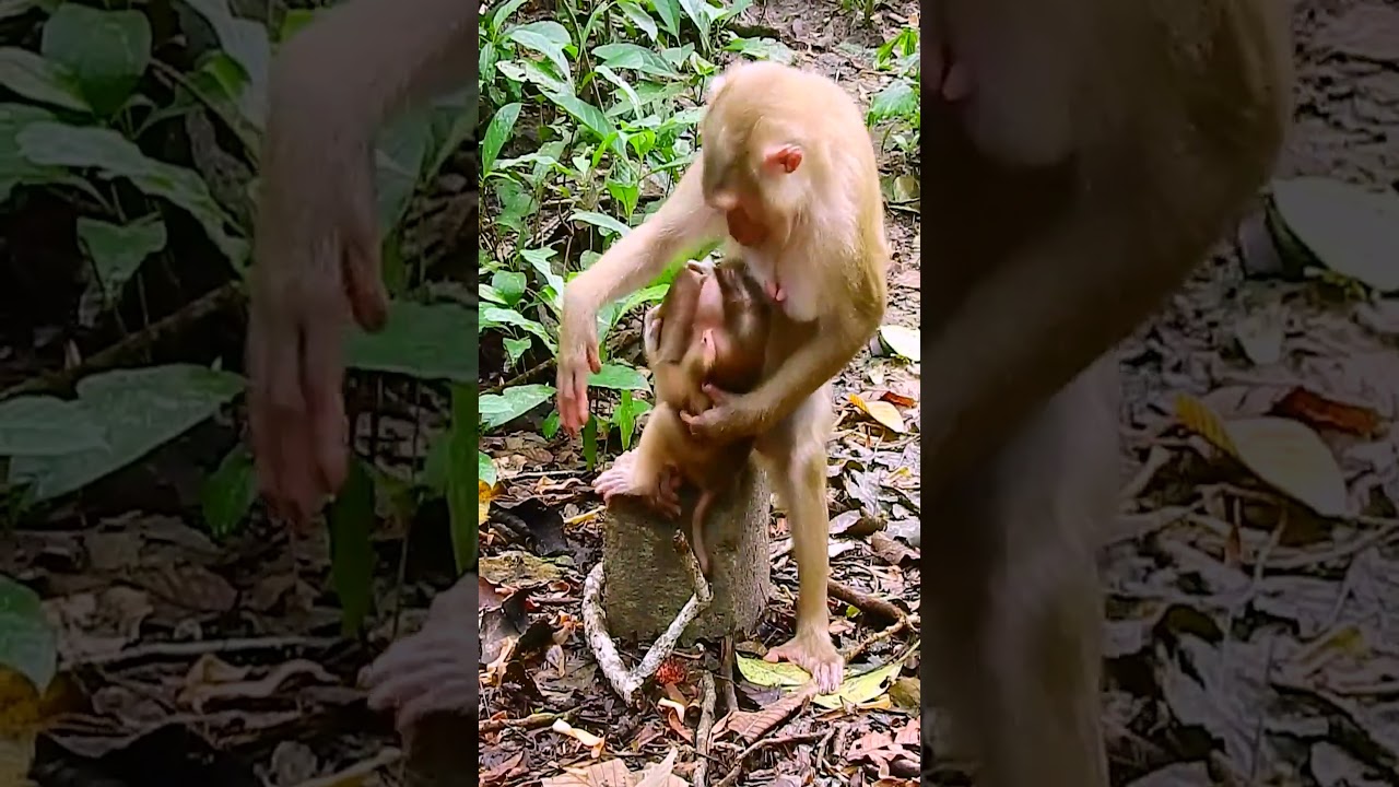 #Amazing Animals Survival #Amazing monkey #monkey