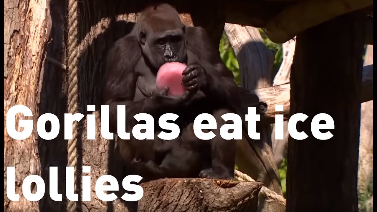 Gorillas eat ice lollies at London Zoo
