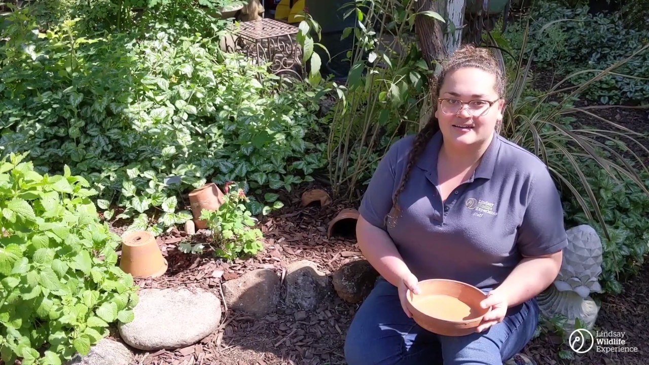 Create Your Own Toad House