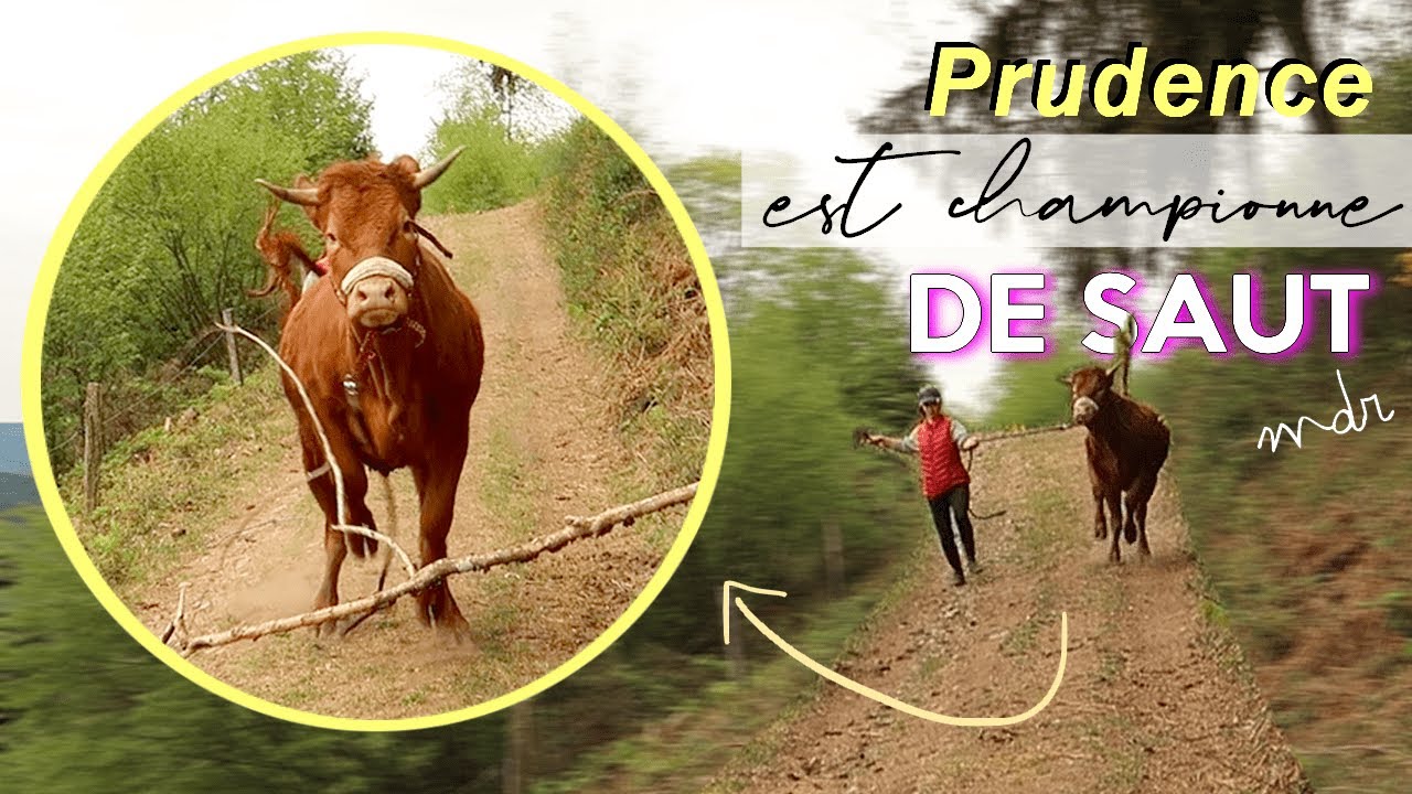 je réalise vos défis avec ma vache (c'est un peu dangereux quand même!)