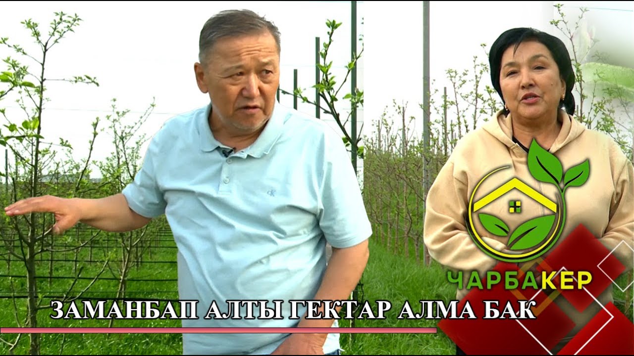 Заманбап алты гектар алма бак // ЧАРБАКЕР