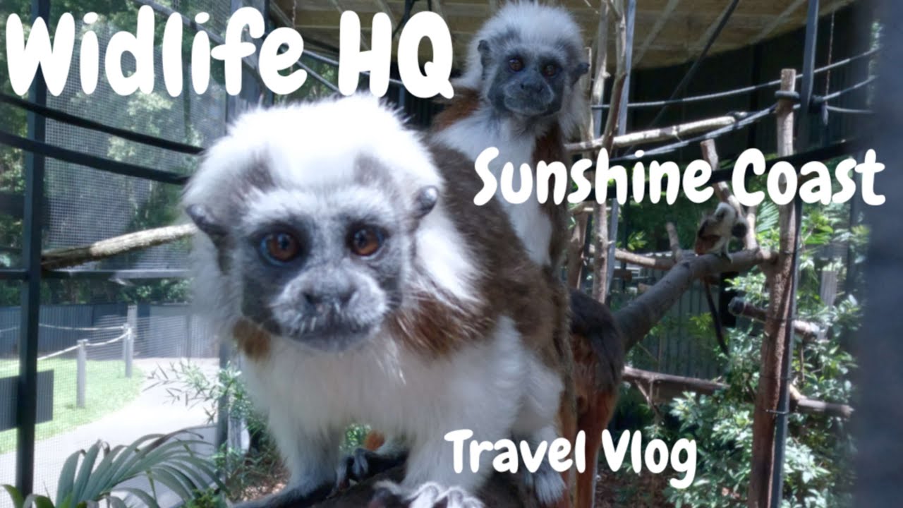 (Wildlife HQ Zoo) Sunshine Coast, Queensland. Monkeys are just awesome and cute. walking tour 4K