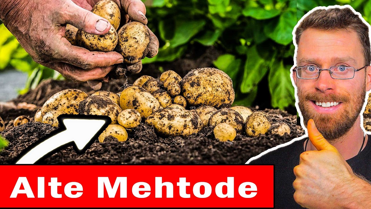 Die Kartoffel-Methode die fast Vergessen wurde — 3x Mehr Ertrag Ohne Graben 🥔