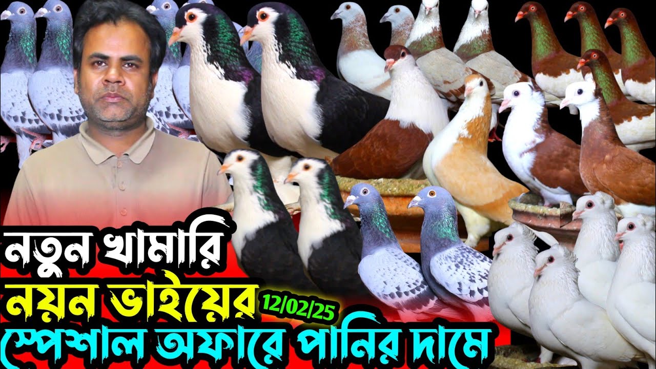 নতুন খামারির খামার থেকে কবুতর কিনুন || পানির দামে কবুতর বিক্রি হবে || সবচেয়ে কম দামে ফেন্সি কবুতর