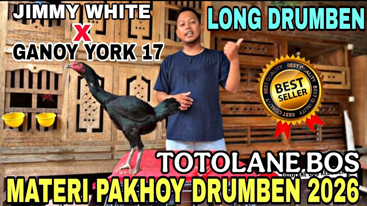 Pakhoy Drumben Anak Import, Trah Jimmy White dan Ganoi York 17. Materi Kandang TOTOLANE BOS 2026