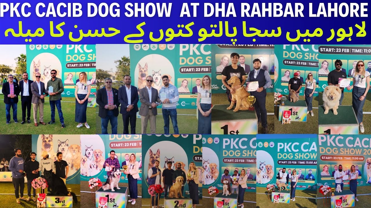 PKC CACIB ALL BREED DOG SHOW 23 FEB 2025 LAHORE |Golden Retriver |Chow chow|Husky|Pet interest|