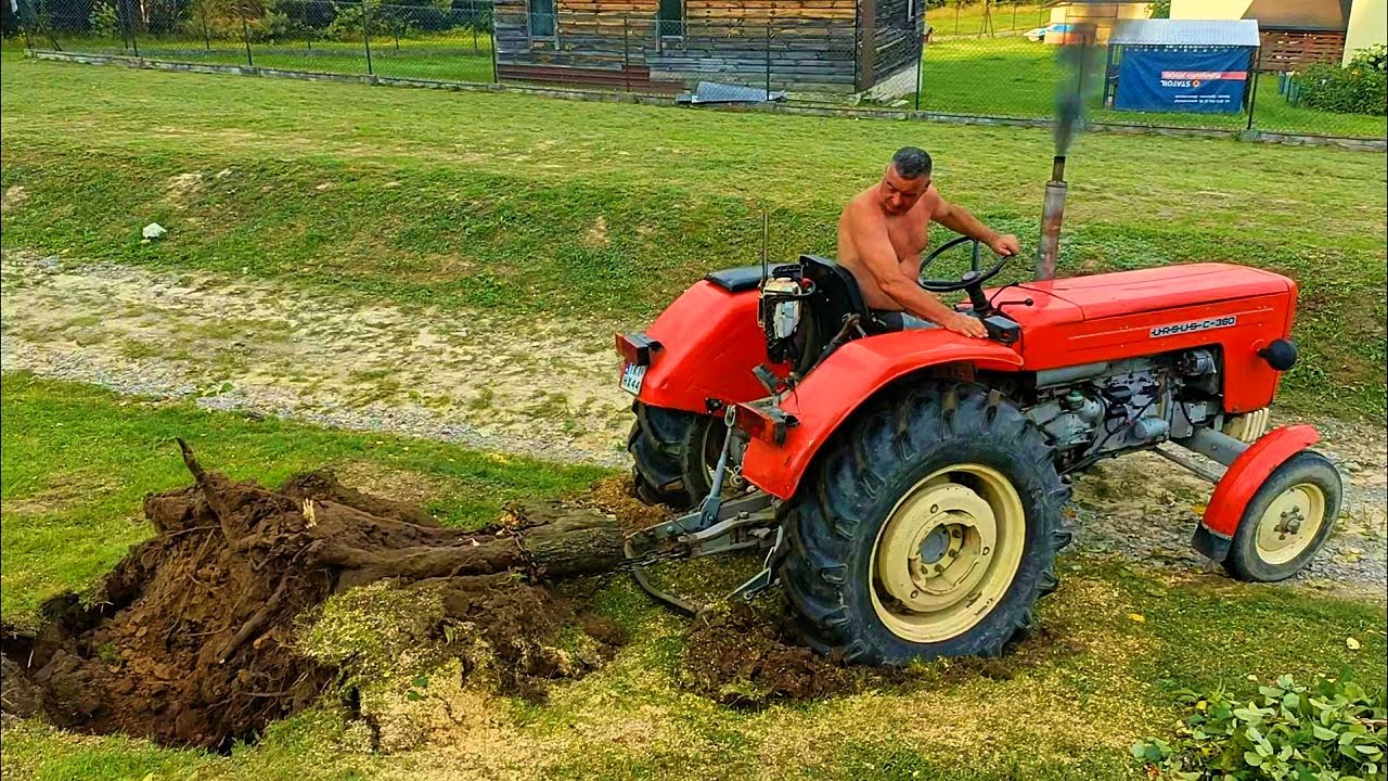 Ursus C-360 wyrywa korzeń starej jabłoni