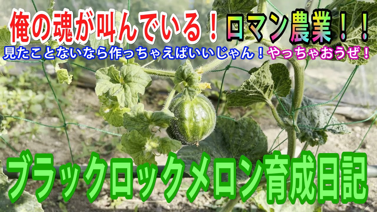 【ロマン農業】ブラックロックメロン育成日記！！お店に並んでいない、見たことがない・・そんなメロンを、岩手の田舎で農業のドシロウトが情熱をかけて全力栽培してみる！！
