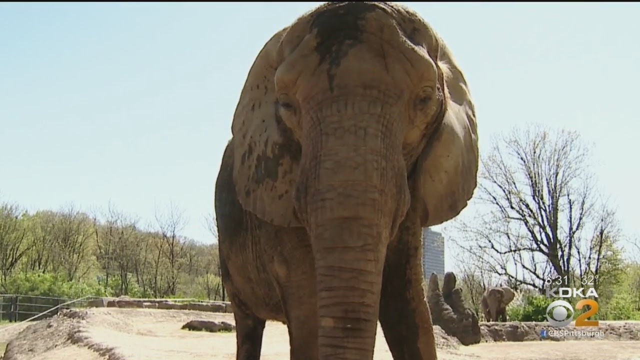 Elephants Root Cause Of Lease Issue Between Pittsburgh Zoo And City