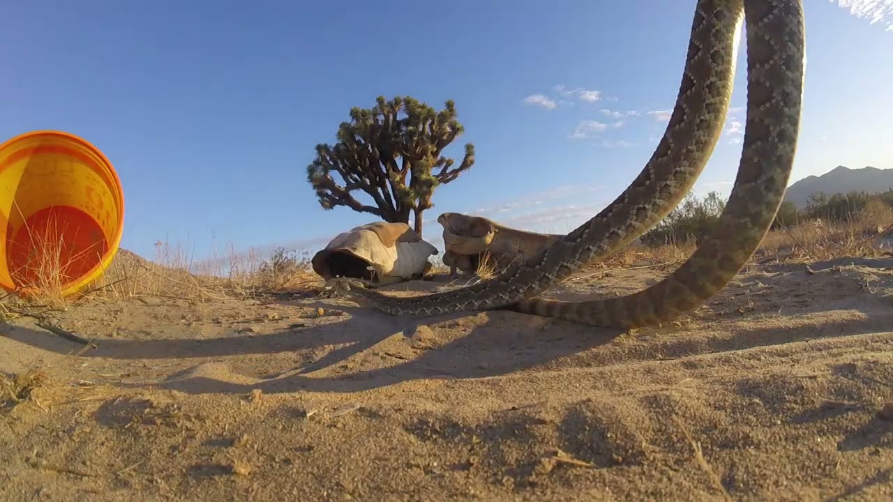 Release of Mojave green #17 ground view