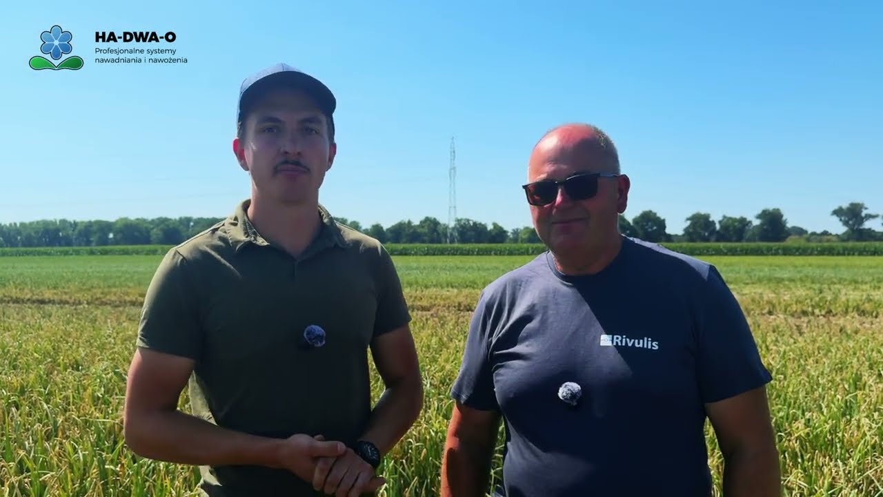 Nawadnianie kropelkowe cebuli. Taśma kroplująca, fertygacja, sterownik, zdalne sterowanie- zobacz
