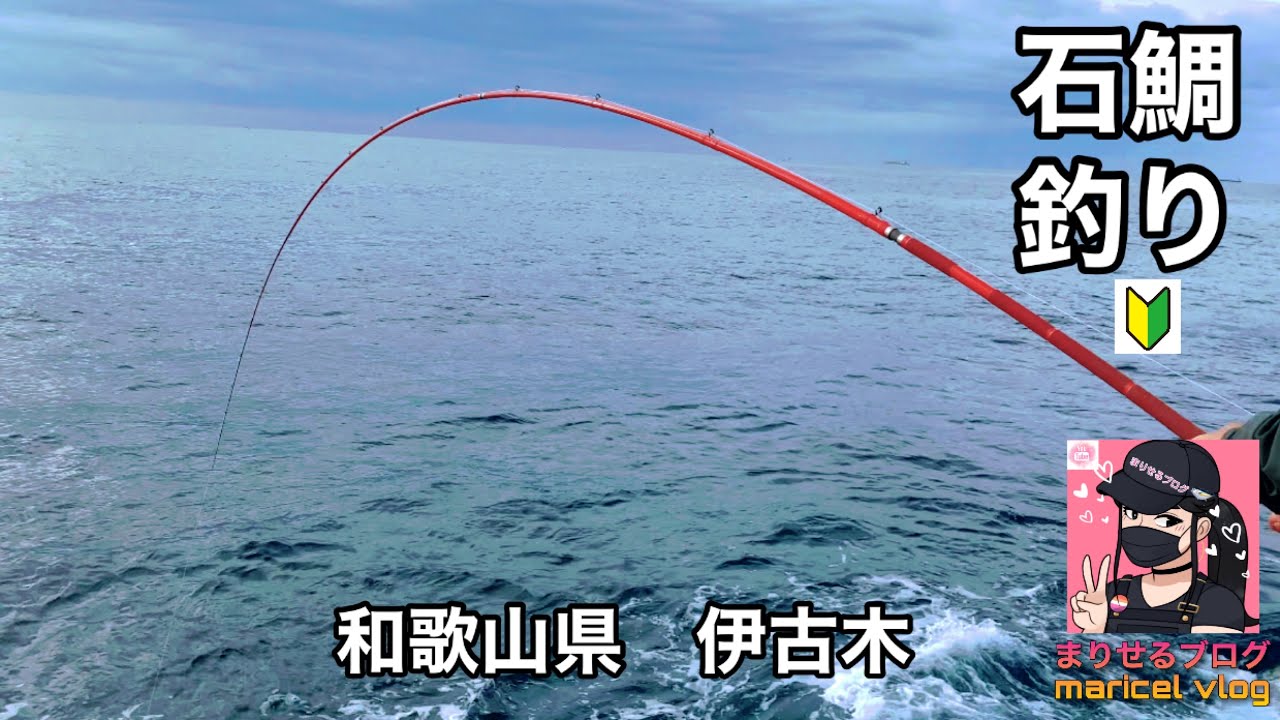 (石鯛釣り) イシダイの舞い込みを見た。(*☻-☻*)