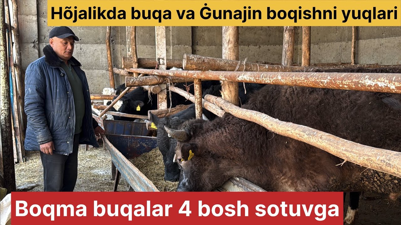 Dehqonlardan boqma buqalar mol boqish haqida ajoyib malumotlar.