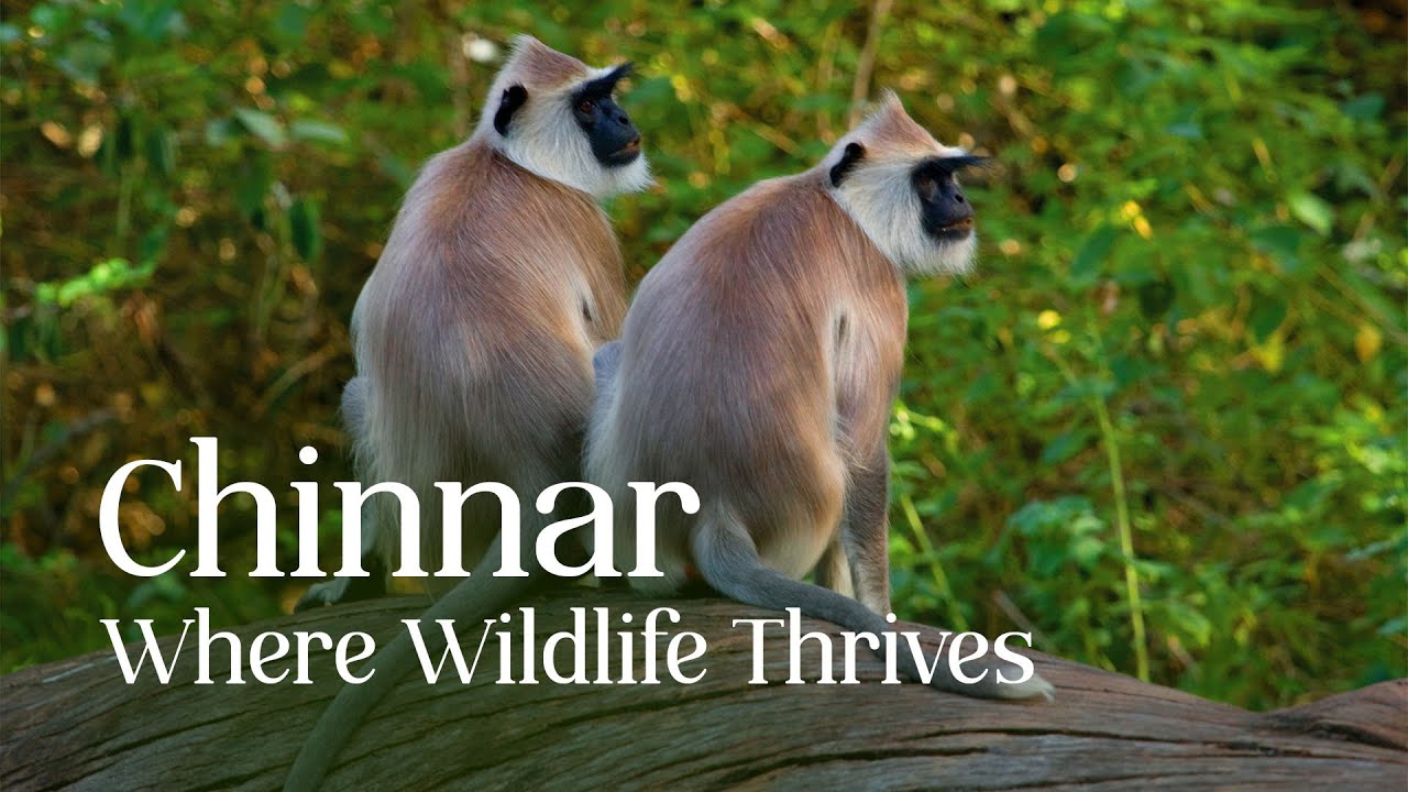 A Wildlife Adventure in Chinnar Wildlife Sanctuary | Kerala Tourism #DreamDestinations