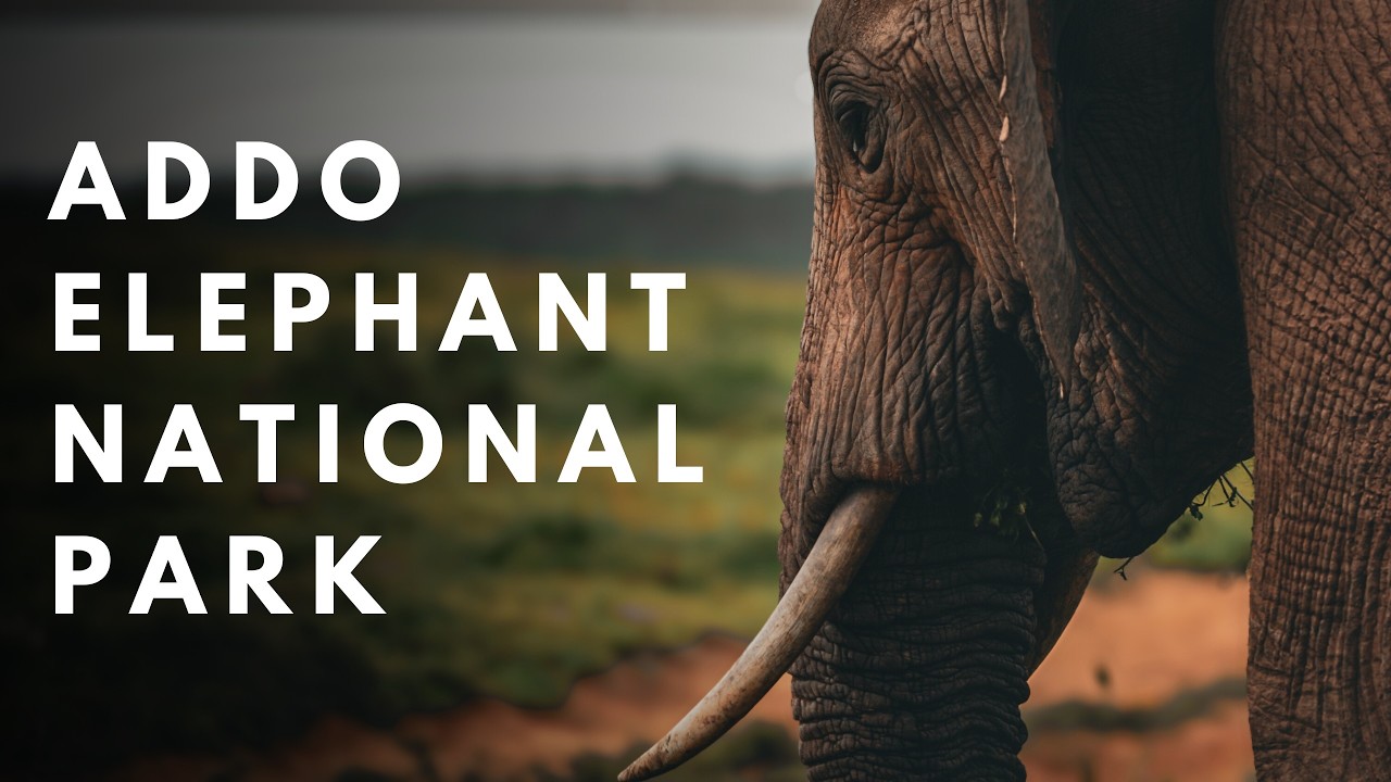 5 Nächte im Addo Elephant Park | Selfdrive Safari, Camping & wilde Tiere - Tag 1