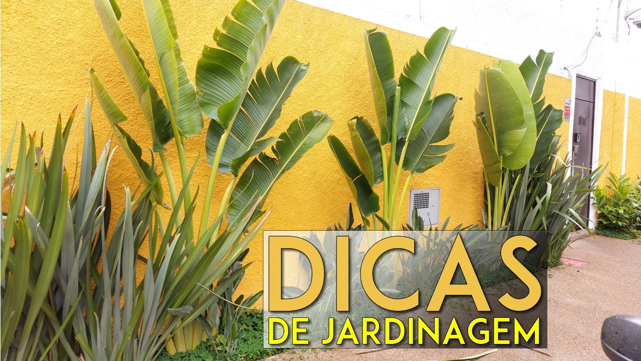 Dicas de jardinagem - Jardim tropical com ravenala, fórmio, grama amendoim e estrelítzia.