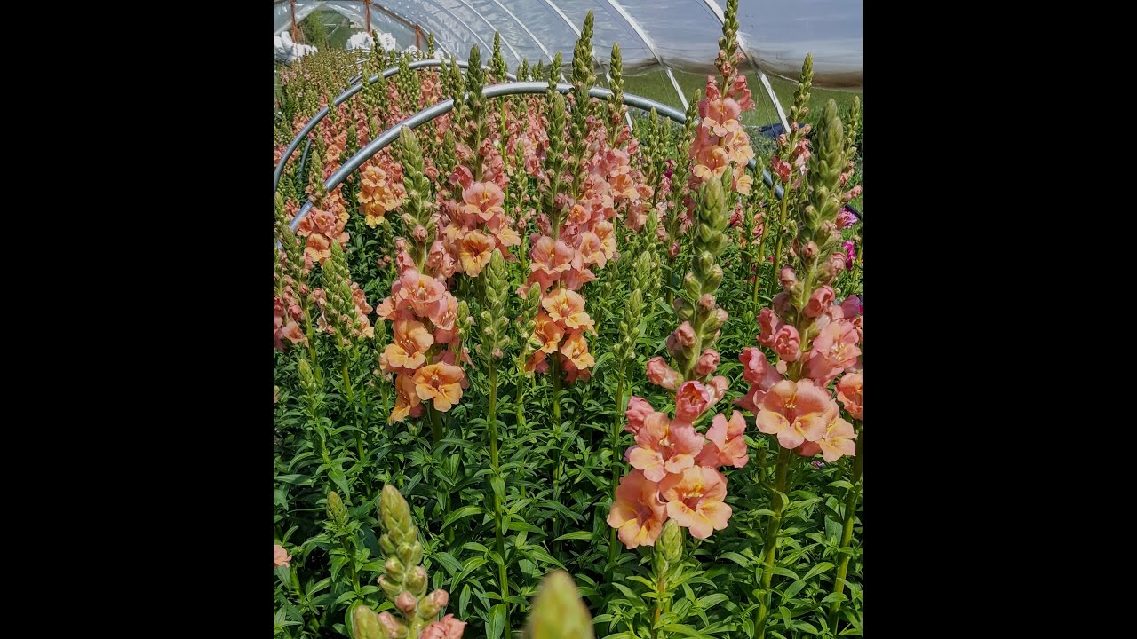 Planting Winter Snapdragons