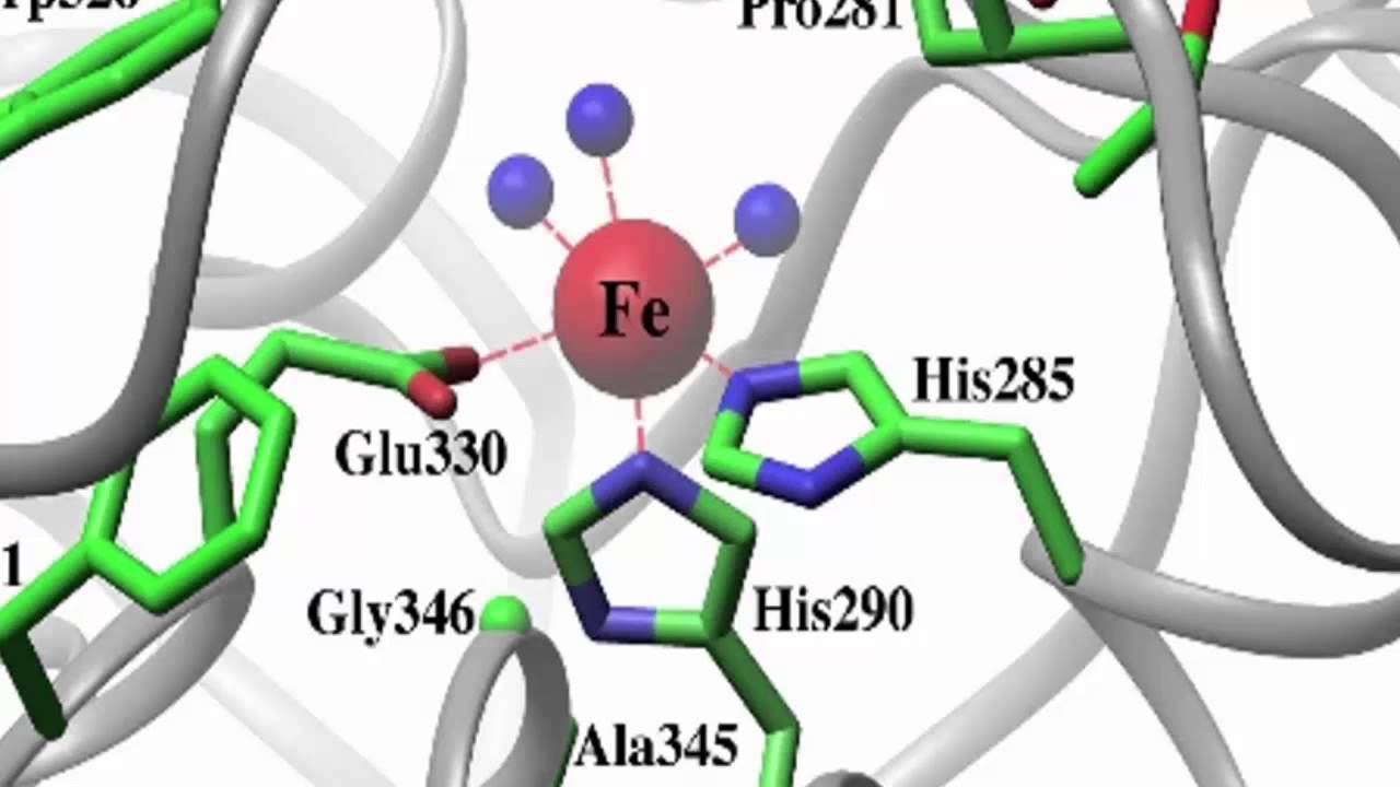 Phenylalanine Hydroxylase