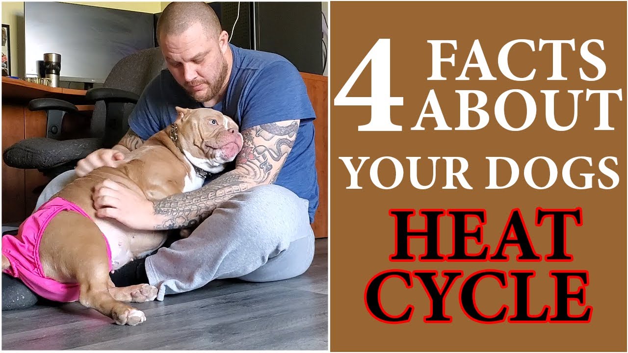 4 Facts About the American Bullies Heat Cycle  #americanbully #breeding #education