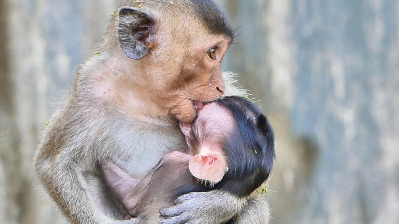 Sister Monkey Rini brings brother Ramos to leave Mama RANY again and again