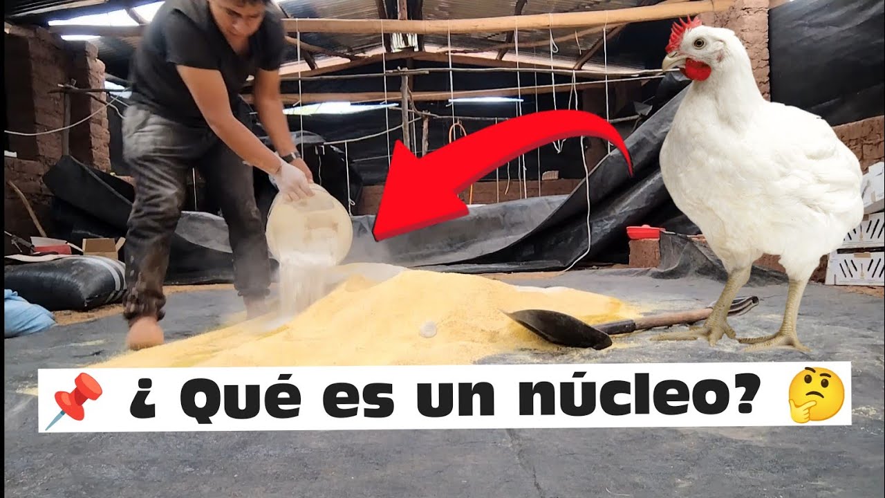 📌 ASÍ elaboro mi propio NÚCLEO  para mis POLLOS 🐥 🤔