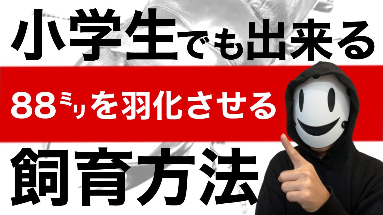 【2024年度版】巨大オオクワガタを目指して！最短で88mmを羽化させる方法