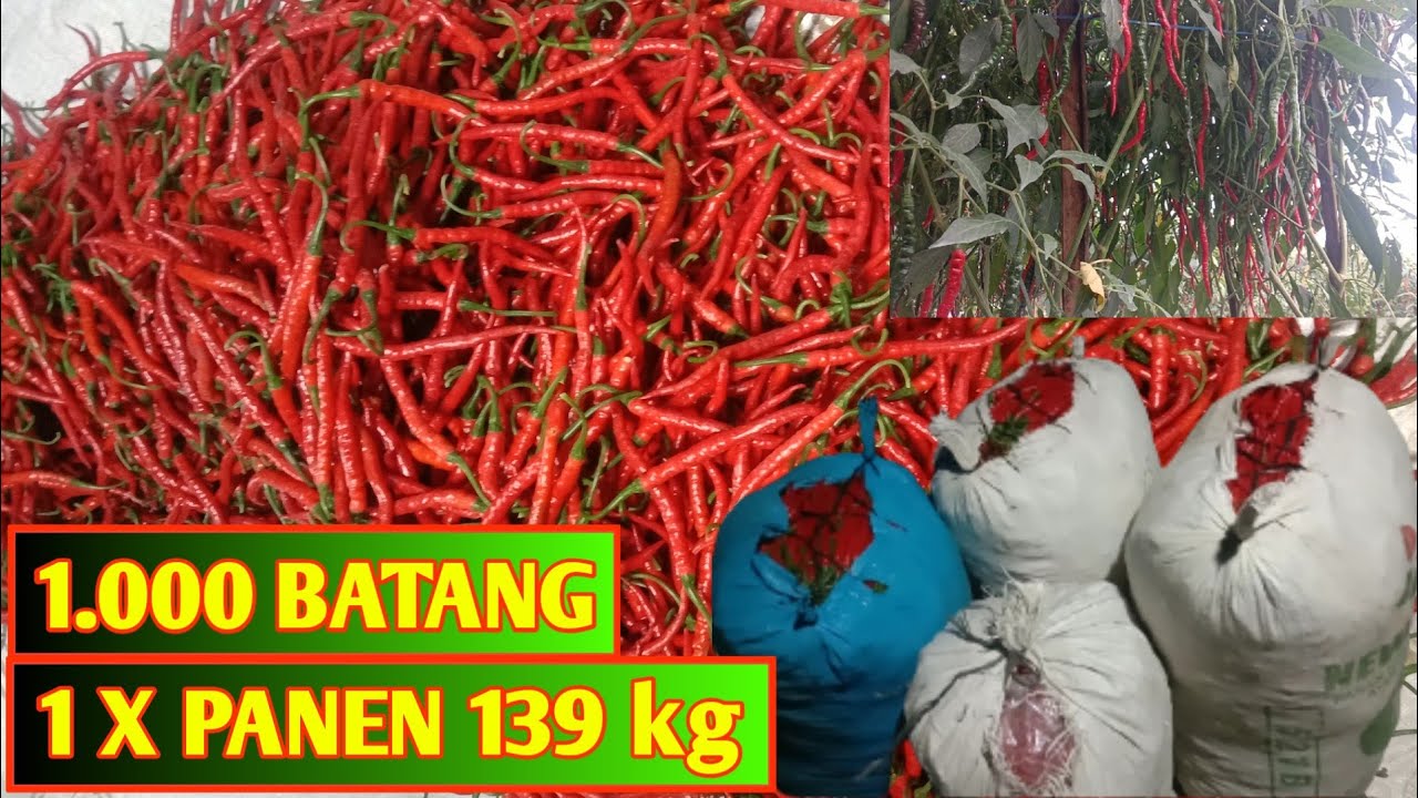 panen raya cabe merah keriting #budidayacabe