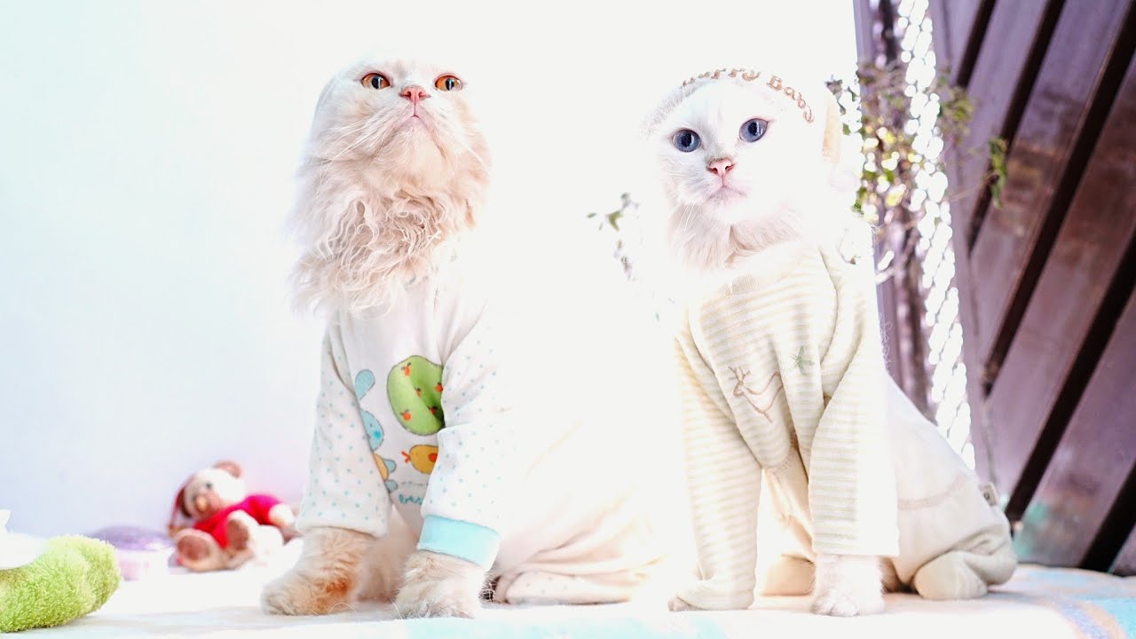 Malik & Mary │ Purrfect Festive Holidays 🐾✨