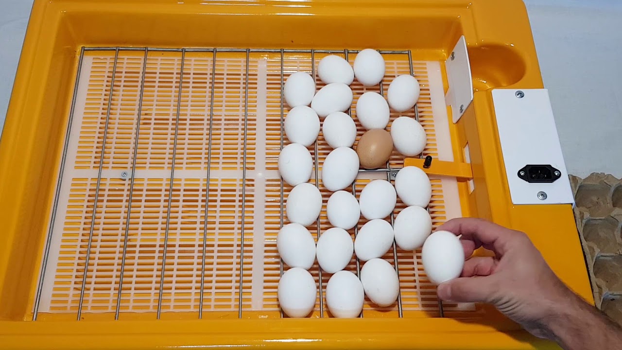 Forma de incubar con todos los huevos desde el primer día • Incubadoras ADAMI