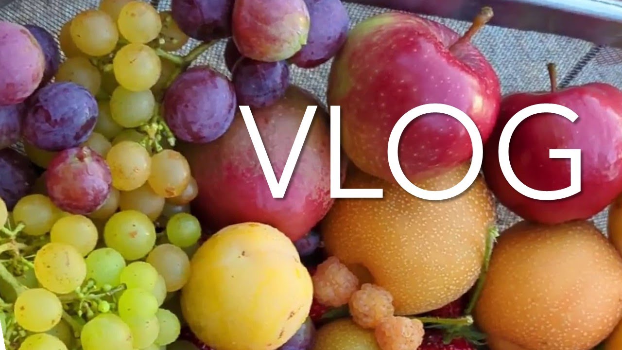 Vlog - Des nouveaux fruits cette année, des bons et des pas bons ! (Début septembre)