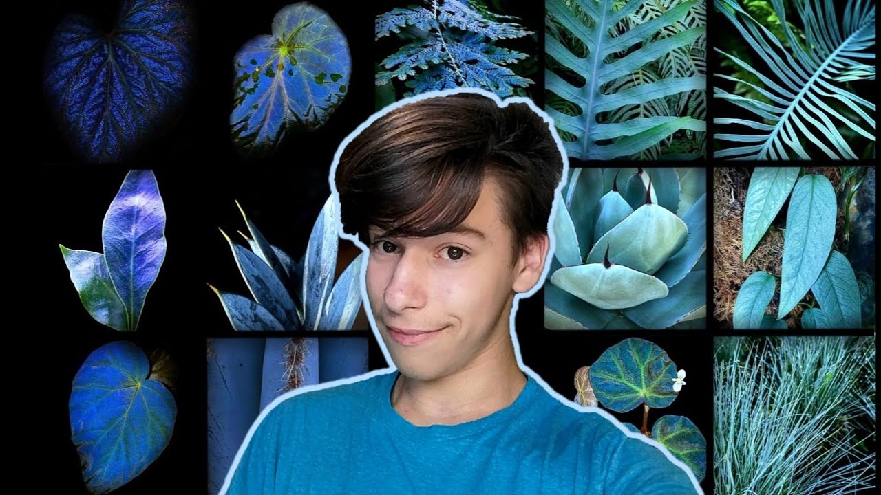 💙TOP 17 BLUE FOLIAGE (HOUSE) PLANTS!💙 with names!