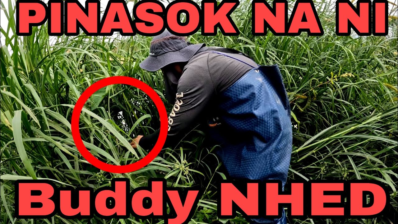 Lungga ng mga ligaw na gulay pinasok na ni buddy NHED. Grabe! 