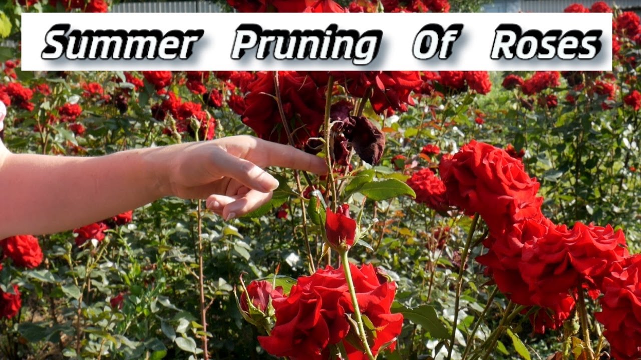 Summer Pruning Of Roses - Trimming Roses In Summer - How To Prune Roses In Summer