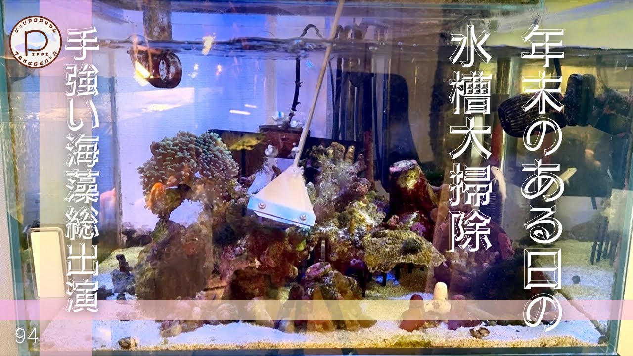 年末の水槽大掃除　#ぴっぴアクアリウム　2026/1/16