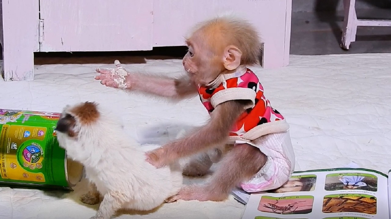 O God! ToTo makes mom difficult again