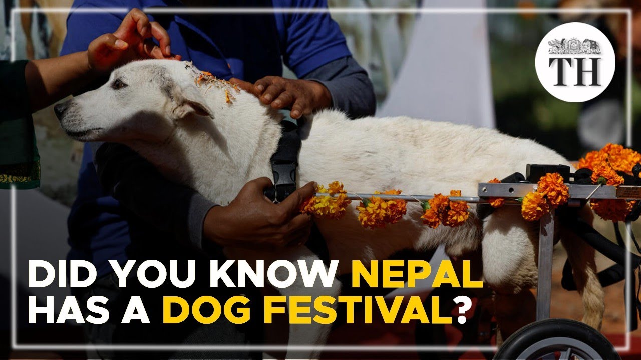 Did you know Nepal has a dog festival? | The Hindu