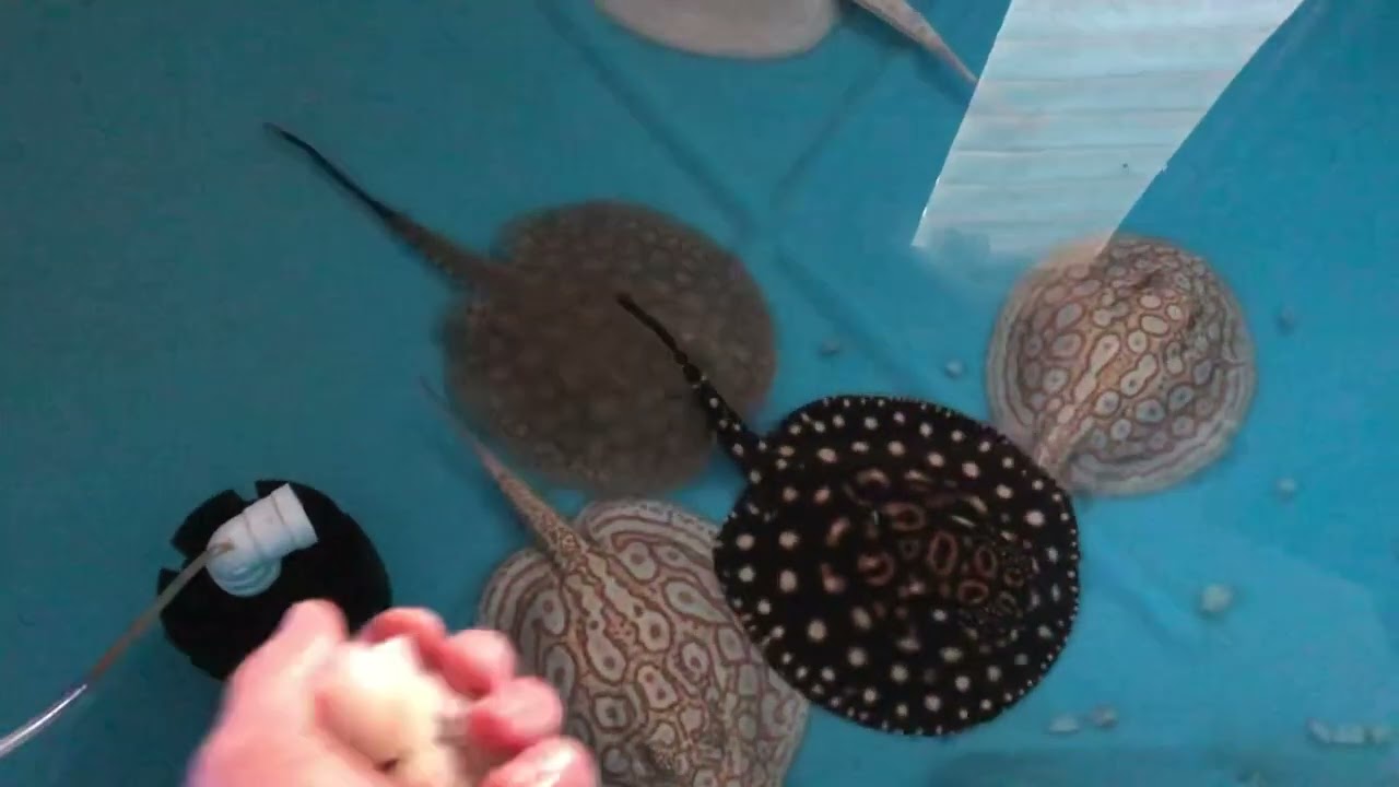 Snow leopard stingray feeding with Golden&red base albino pearls +bd +bd hybrid