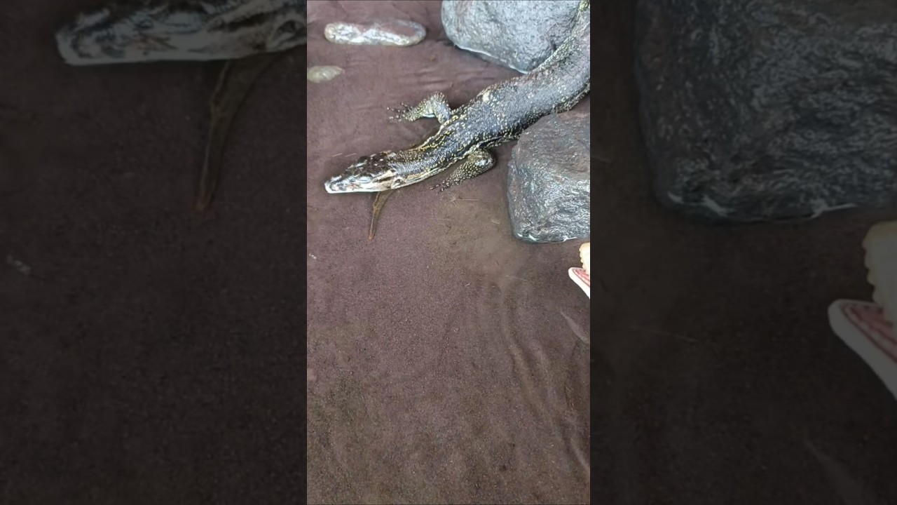 how to catch snakehead fish with hook- SNAKEHEAD FISH 