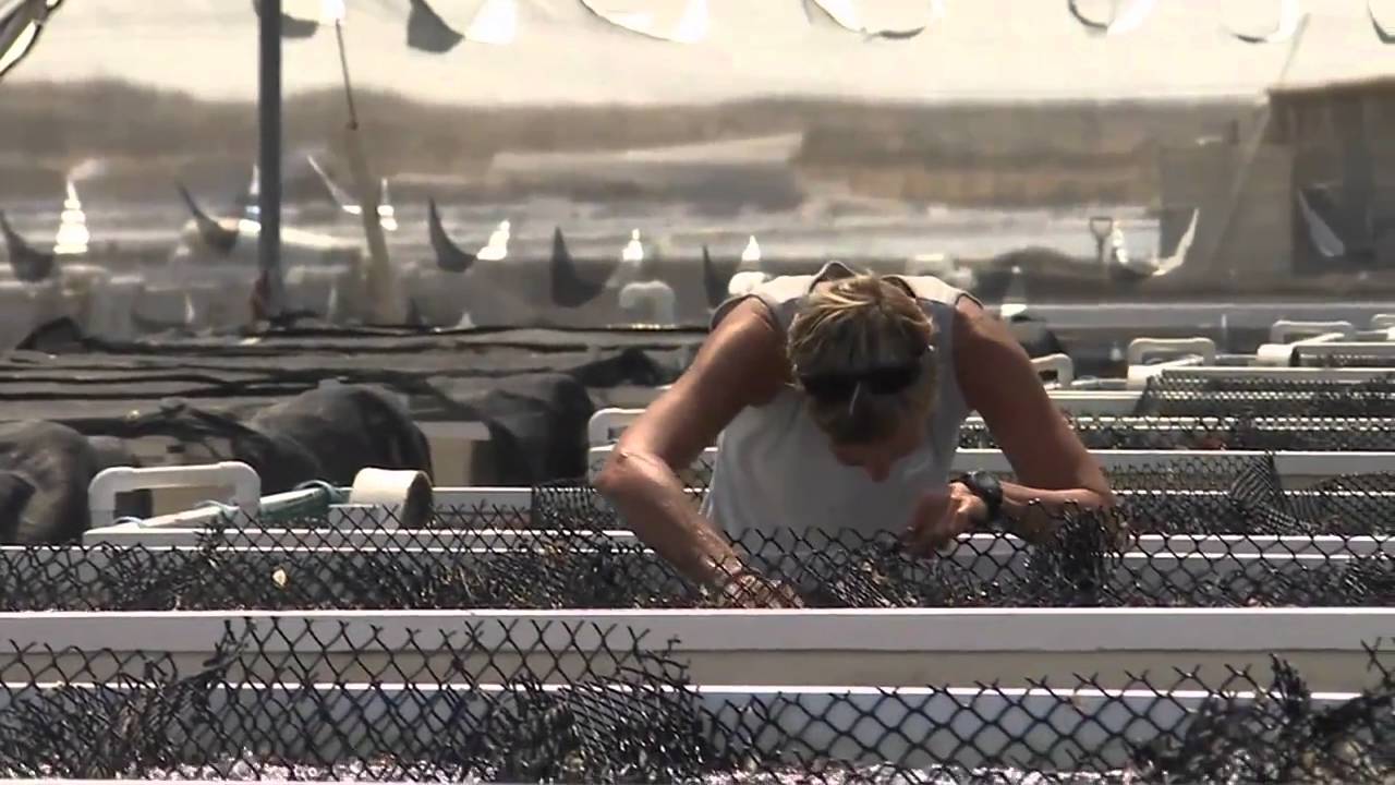 Hawaii Abalone Harvest