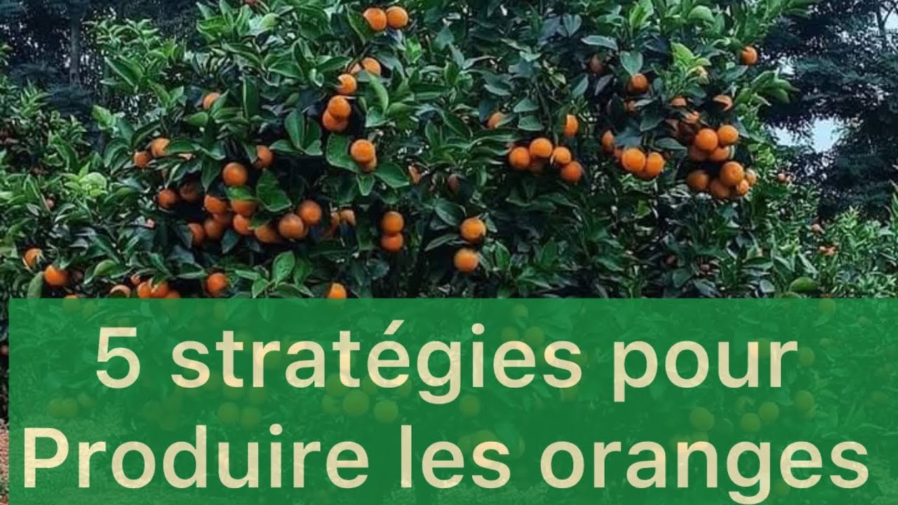 La culture d’orange est la plus rentable au Burkina fasso voici les stratégies à metre pour réussir