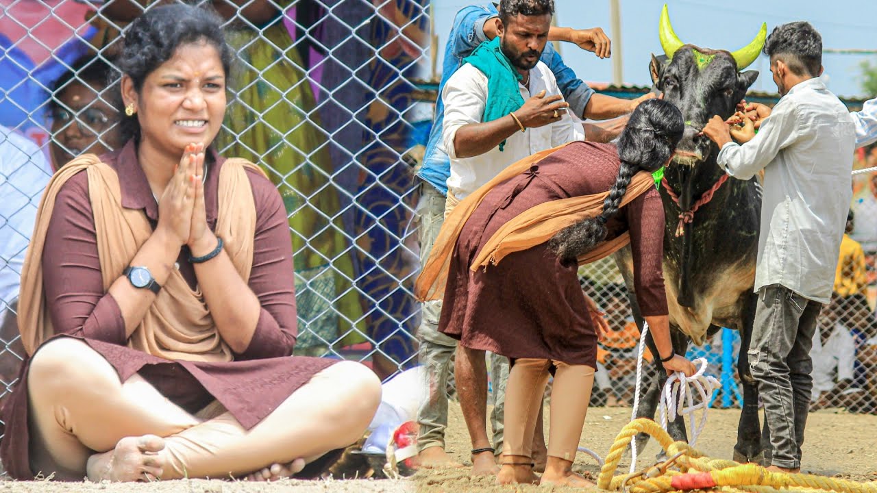 Veezhimar Vadadu Manjuvirattu 2025 Videos 02 | வீழிமார் வடமாடு மஞ்சுவிரட்டு 2025 Videos 02