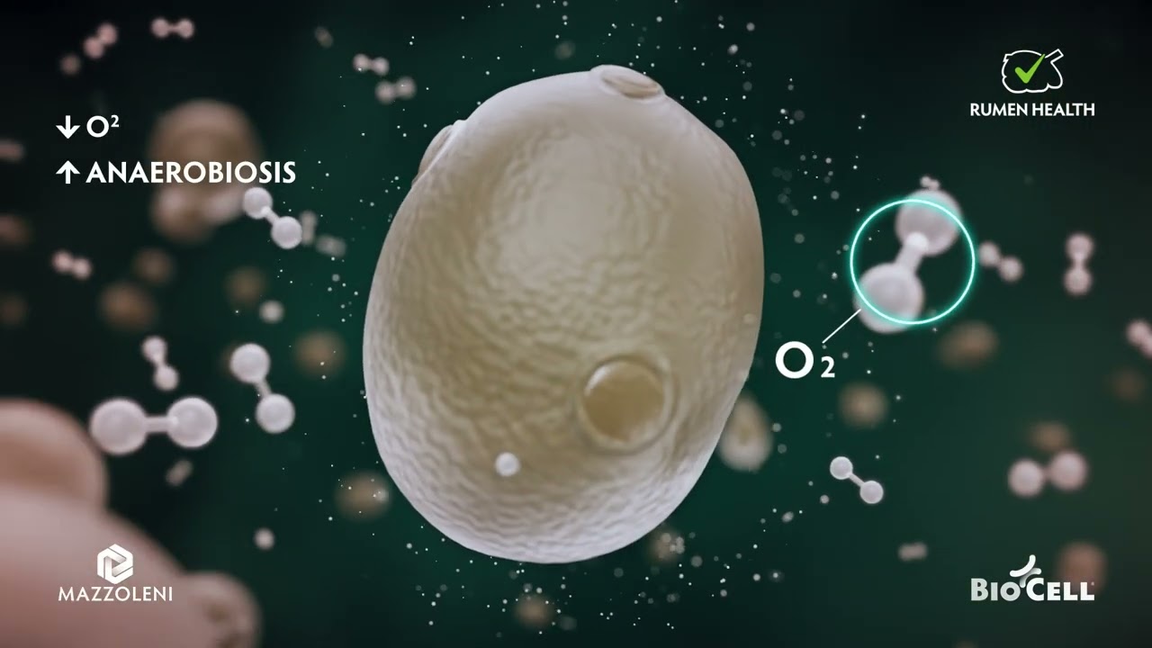 The live yeast registered by Mazzoleni spa