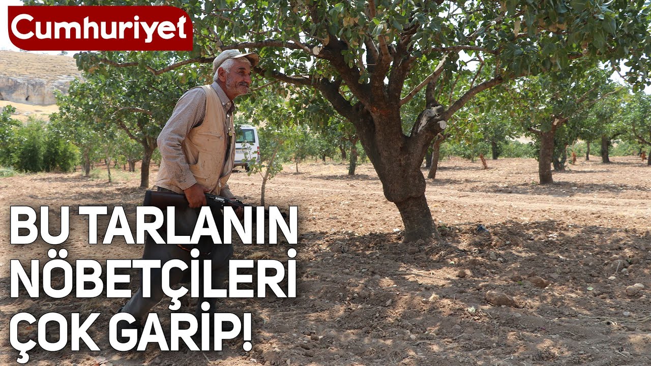 Bu tarla bir garip! Eller tetikte fıstık nöbeti tutuyorlar