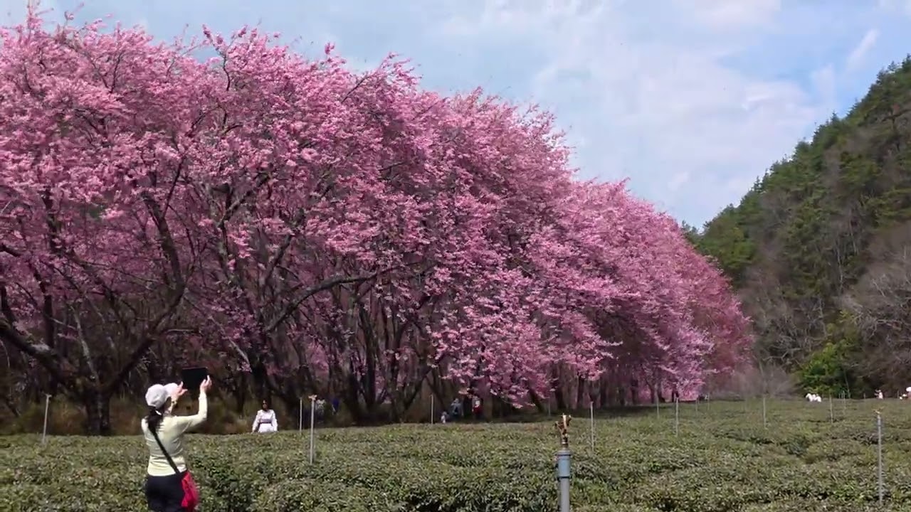 2026武陵農場，雪花般的花瓣隨風飄落