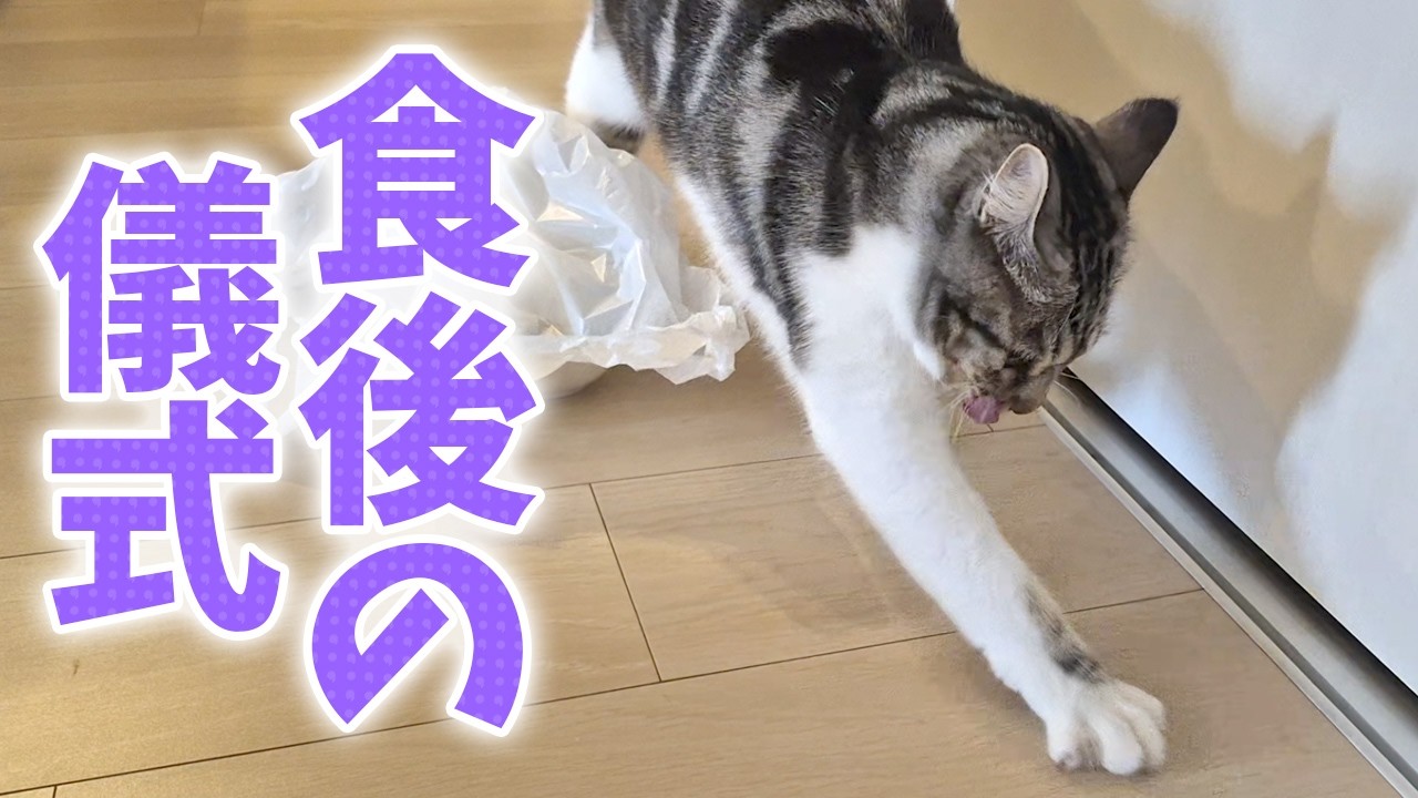 ごちそうさまが長すぎる保護猫が面白すぎた