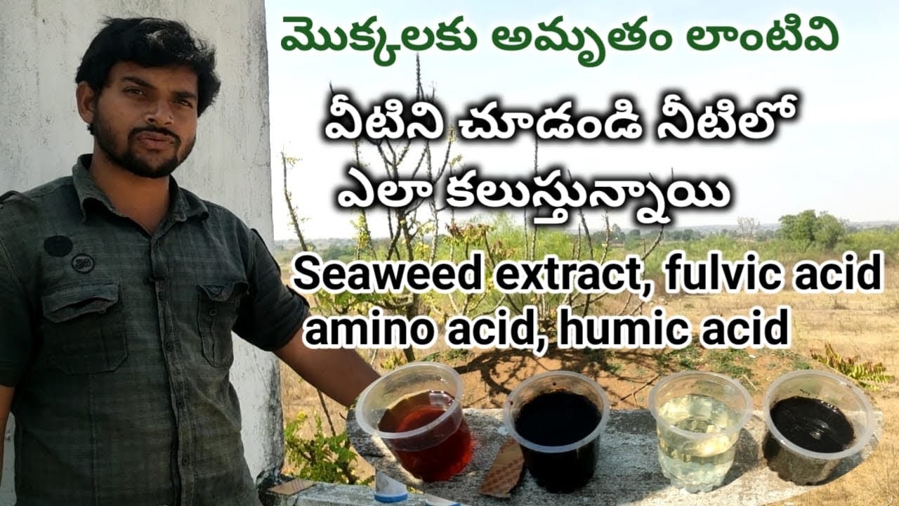 మొక్కలకు అమృతం లాంటివి। seaweed extract॥fulvic acid ॥amino acid॥humic acid ॥ 💯% water soluble