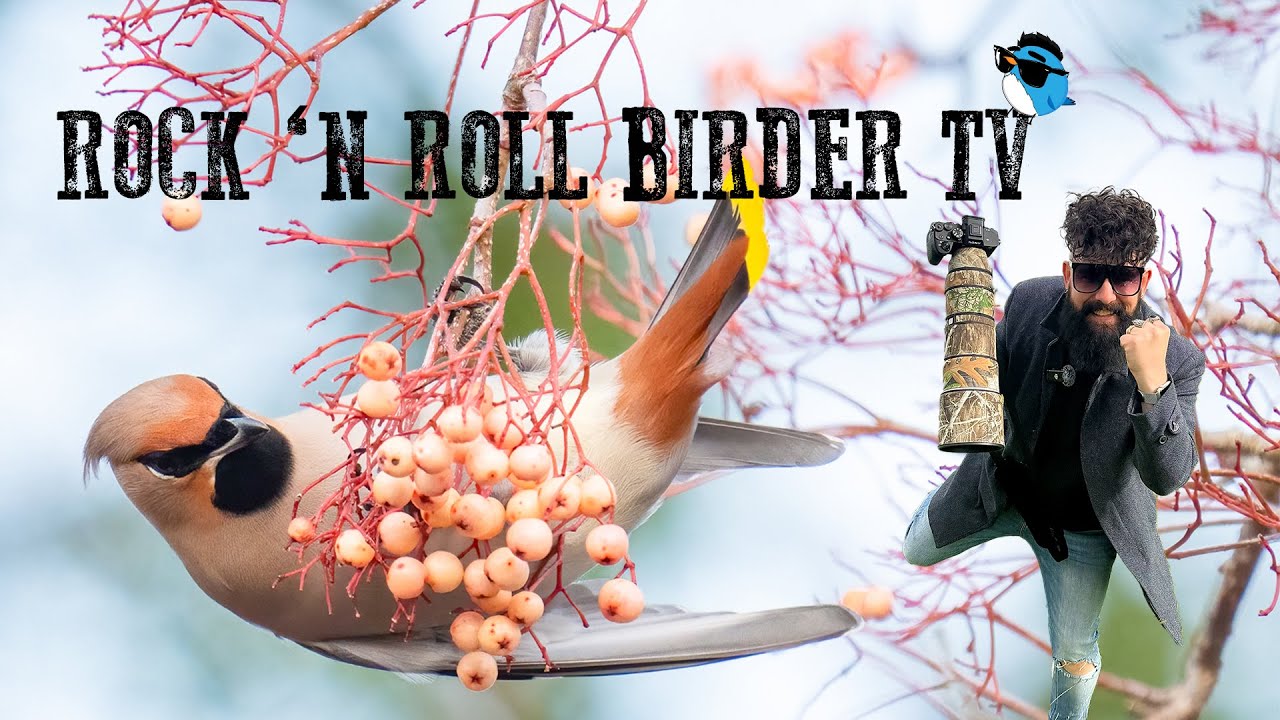 Rock 'n Roll Birder TV